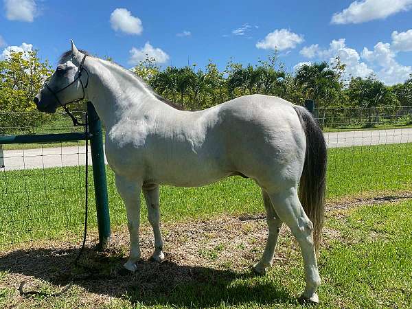 grey-quarter-horse-stallion
