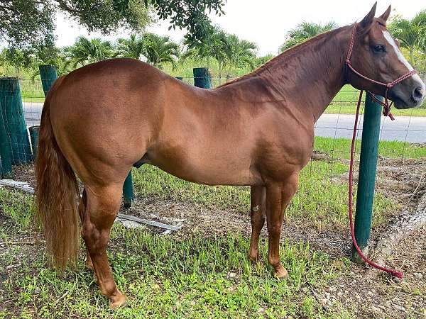 sorrel-quarter-horse-stallion