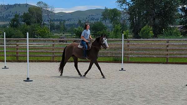 halter-trained-azteca-horse