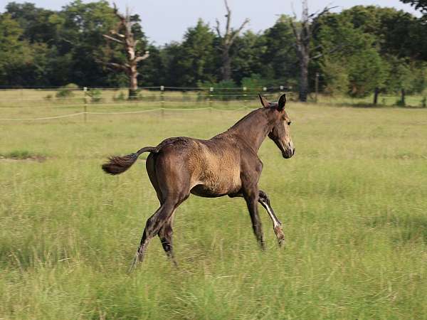 semen-andalusian-horse