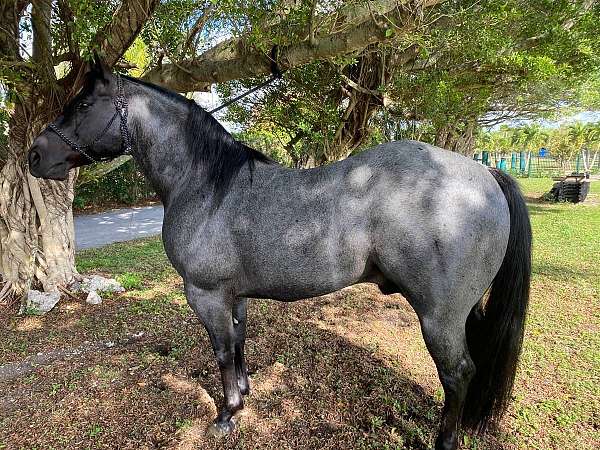 blue-roan-quarter-horse-stallion