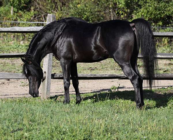 breeding-arabian-horse