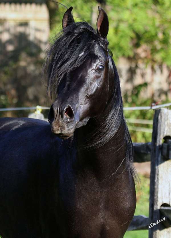 breeding-arabian-horse