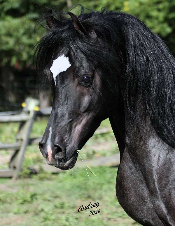 halter-arabian-horse