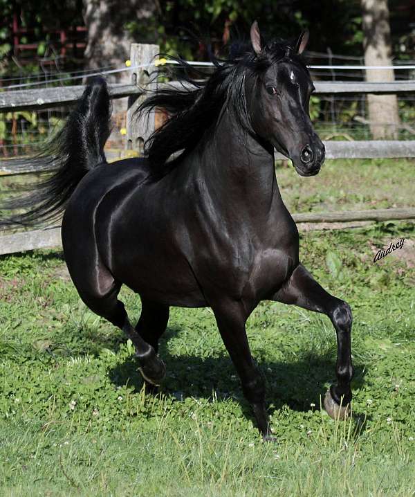 western-pleasure-arabian-horse