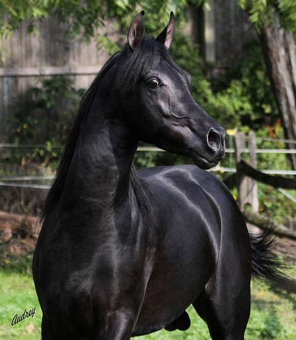 black-arabian-colt