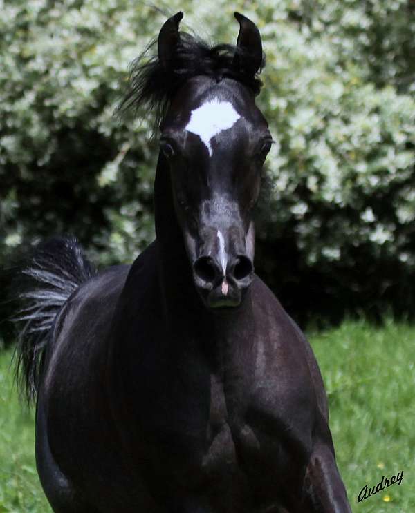 black-arabian-colt