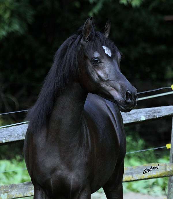 black-arabian-colt