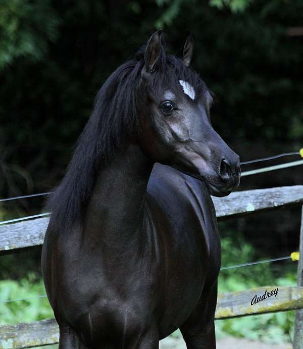 black-breeding-horse