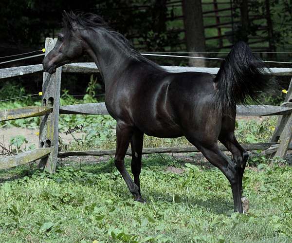 black-halter-horse