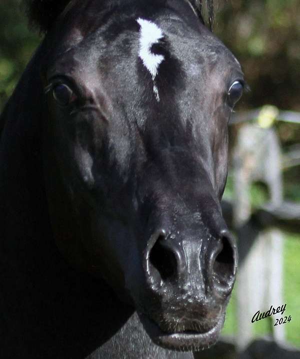 black-halter-horse