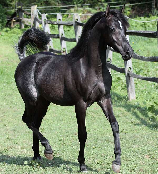 black-hunter-under-saddle-horse