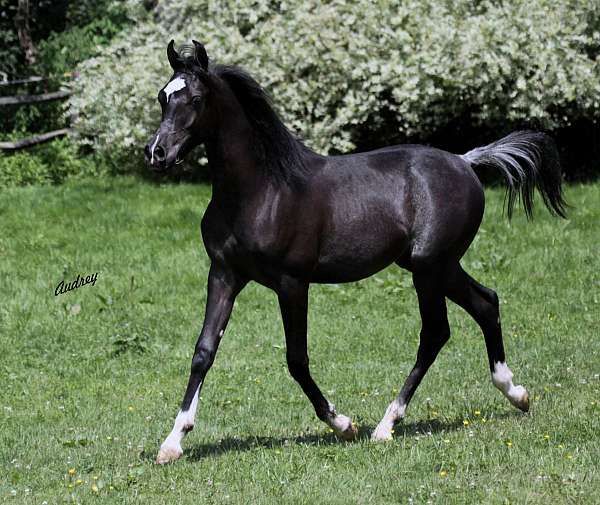 black-halter-horse