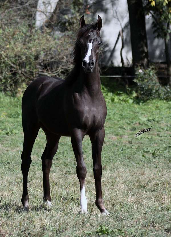 black-hunter-under-saddle-horse