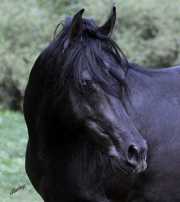 black-western-pleasure-horse