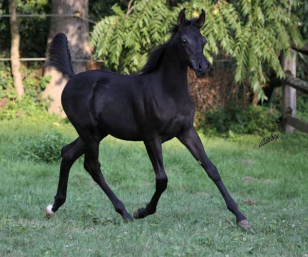 black-western-pleasure-horse