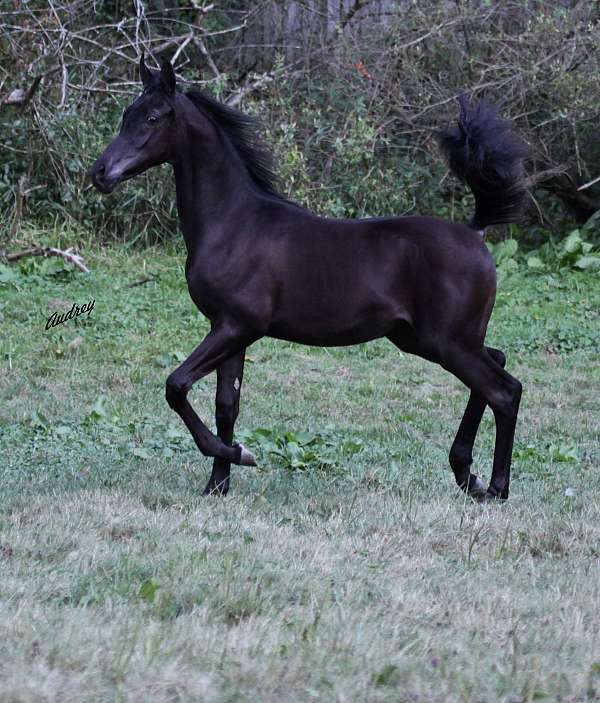 black-western-pleasure-horse