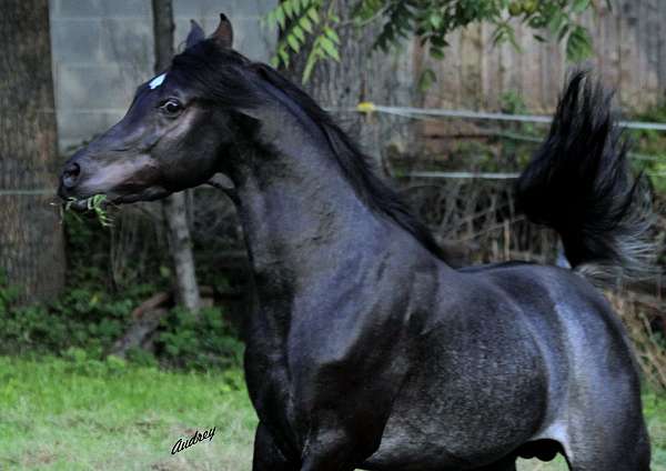 halter-colt