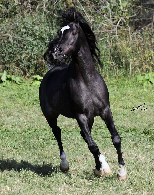 hunter-under-saddle-colt