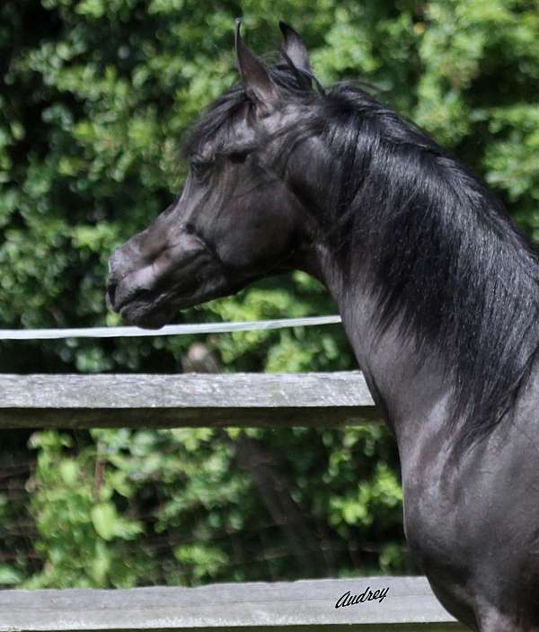hunter-under-saddle-colt