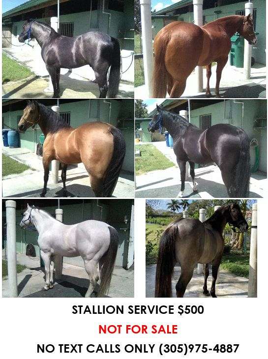 15-hand-quarter-horse-stallion