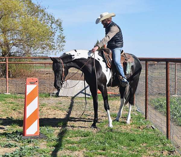 all-pinto-horse