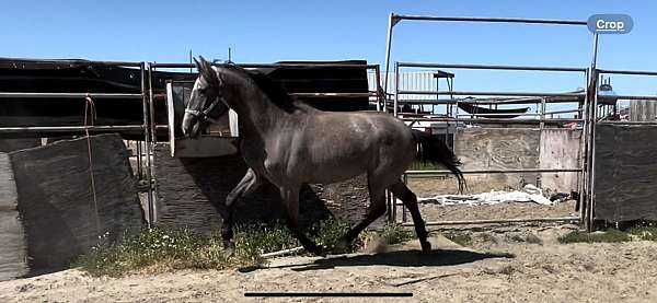 lusitano-filly