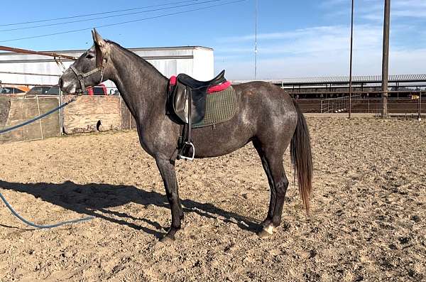 lusitano-filly