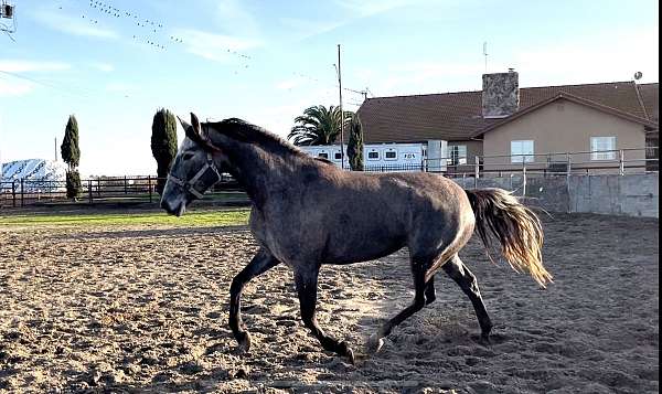 girl-lusitano-horse