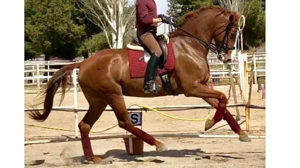 prix-sant-george-level-warmblood-horse