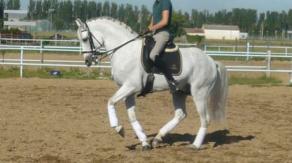 prix-san-george-andalusian-horse