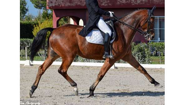 prix-sant-george-warmblood-horse