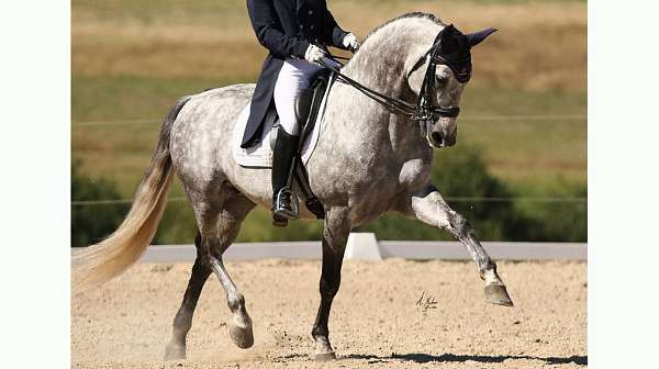 andalusan-andalusian-horse