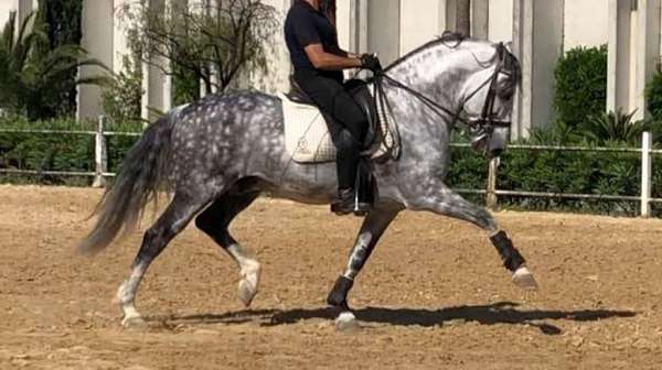 prix-san-george-horse