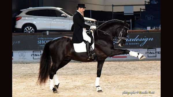 piro-free-andalusian-horse