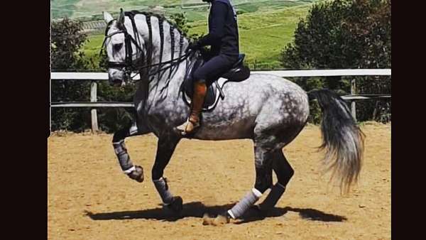 pirouettes-lusitano-horse