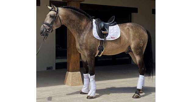intermediate-level-andalusian-horse
