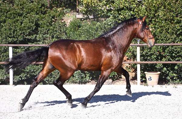 initiated-in-flying-changes-andalusian-horse