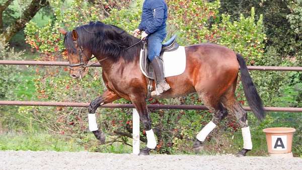 intermedate-level-andalusian-horse