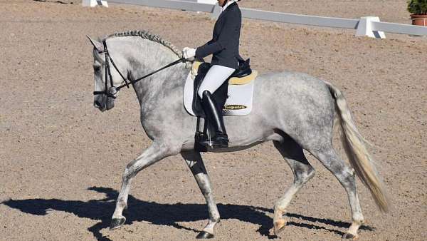 improve-his-level-to-high-competitions-andalusian-horse