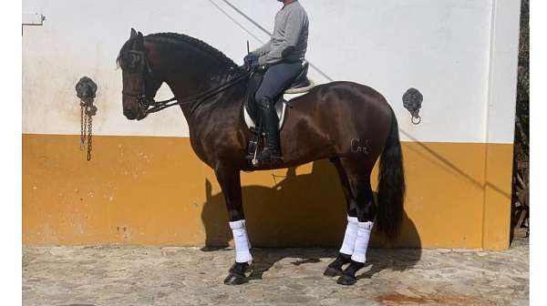 basic-ridden-andalusian-horse