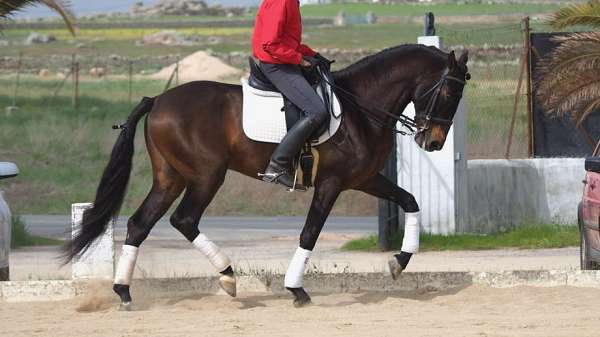 any-rider-andalusian-horse