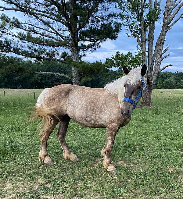 gold-body-with-a-white-mane-tail-pony