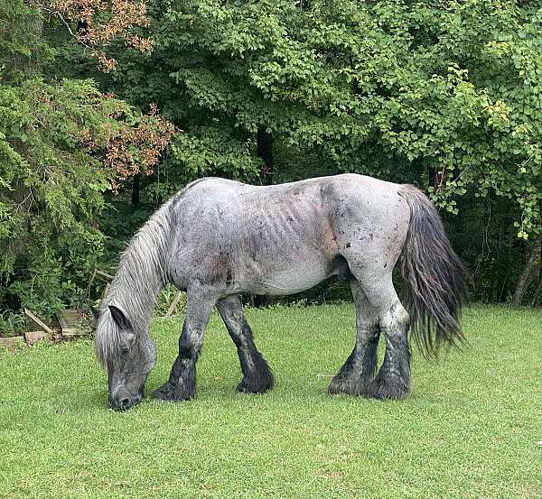 tail-stockings-horse