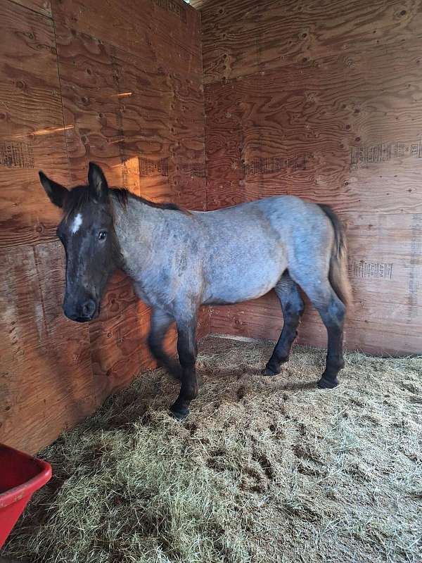 palomino-gold-body-horse