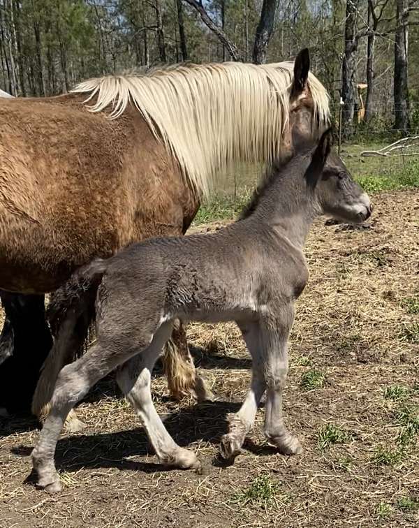 palomino-tail-stockings-horse