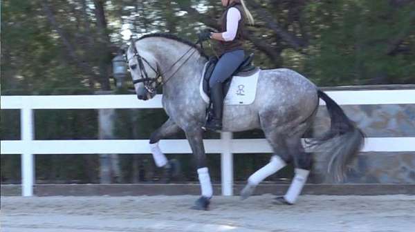 compact-andalusian-horse