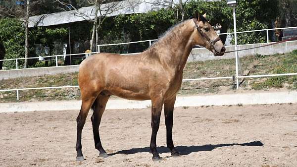 andalusian-colt-great-height-horse
