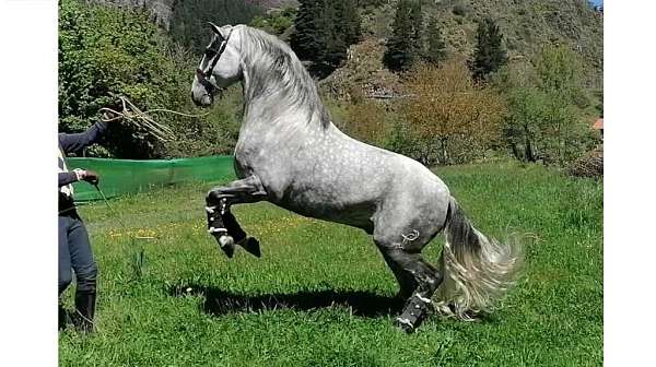 basic-andalusian-horse