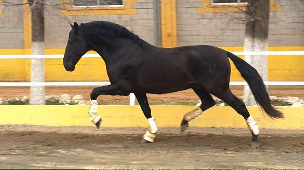 size-andalusian-horse